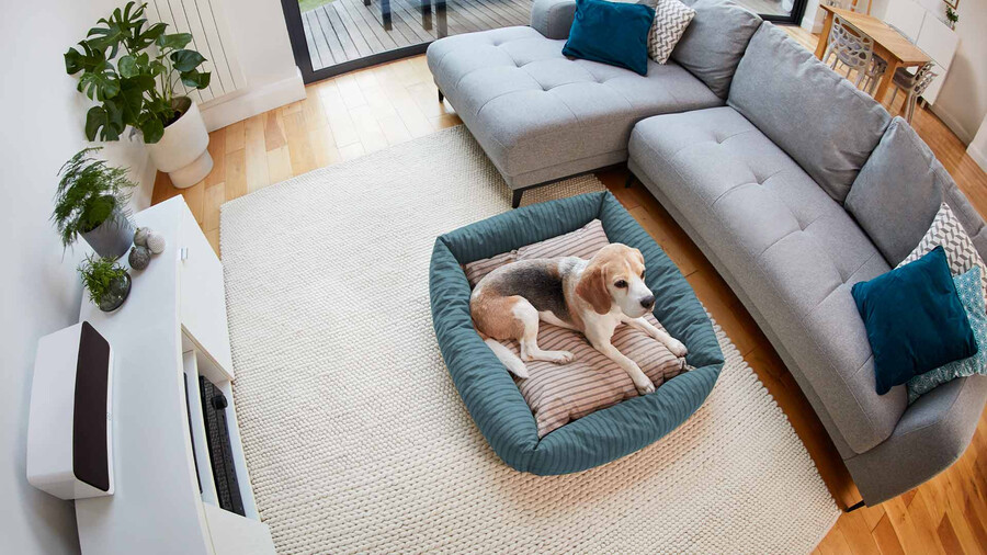 kit básico para animais de estimação